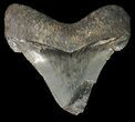 Fossil Angustidens Shark Tooth - Megalodon Ancestor #46853-1